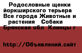 Родословные щенки йоркширского терьера - Все города Животные и растения » Собаки   . Брянская обл.,Клинцы г.